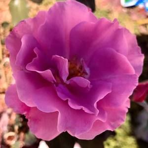 Meet your Posher, Carole